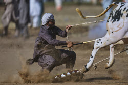 Pakistan Bull Racing Photo Gallery