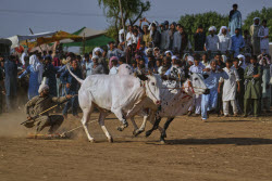 Pakistan Bull Racing Photo Gallery