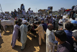 Pakistan Bull Racing Photo Gallery