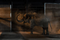 Mexico Violence Animals Refuge