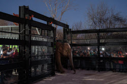 Mexico Violence Animals Refuge