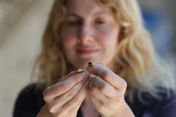 2300-year-old Hellenistic gold ring discovered in Jerusalem