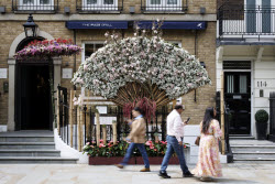 Цветочный фестиваль Chelsea in Bloom на западе Лондона