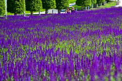 Sage blooms in Krasnodar, Russia