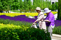 Sage blooms in Krasnodar, Russia