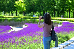 Sage blooms in Krasnodar, Russia