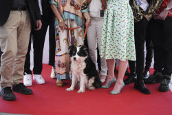 France Cannes 2025 Palm Dog