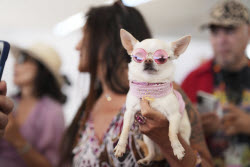 France Cannes 2025 Palm Dog
