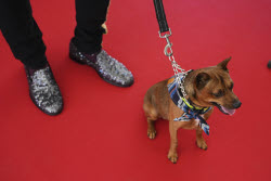France Cannes 2025 Palm Dog