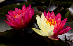 Two-colored Water Lilies Bloom In Huaibei