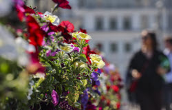 'Summer in Moscow: Gardens and Flowers' Festival