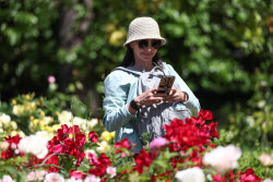 Rosery in Sochi's Riviera Park