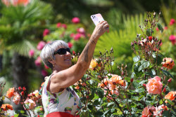 Rosery in Sochi's Riviera Park