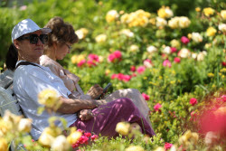 Rosery in Sochi's Riviera Park