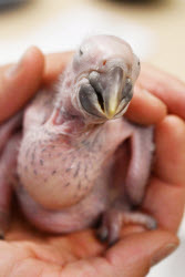 Macaw chick is hand-reared by zoo director