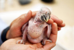 Macaw chick is hand-reared by zoo director
