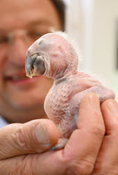 Macaw chick is hand-reared by zoo director