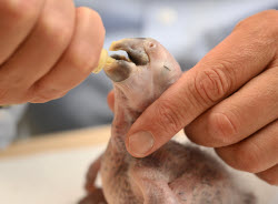 Macaw chick is hand-reared by zoo director
