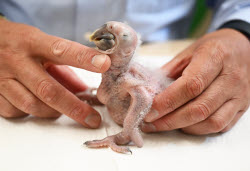 Macaw chick is hand-reared by zoo director