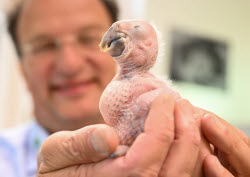 Macaw chick is hand-reared by zoo director