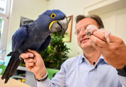 Macaw chick is hand-reared by zoo director