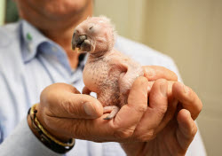 Macaw chick is hand-reared by zoo director