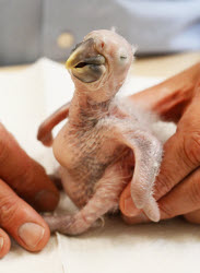 Macaw chick is hand-reared by zoo director
