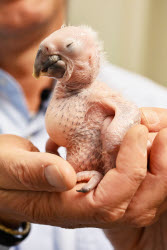 Macaw chick is hand-reared by zoo director