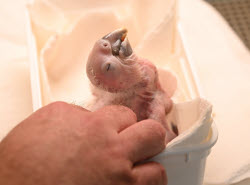 Macaw chick is hand-reared by zoo director