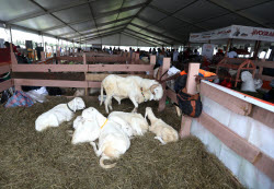7th International Exhibition of Agriculture and Animal Resources (SARA) in Abidjan