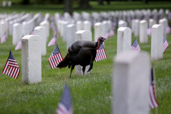 Memorial Day 2025: Flags At Arlington National Cemetery