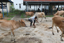 Livestock market ahead of Eid al-Adha in Aceh
