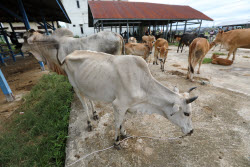 Livestock market ahead of Eid al-Adha in Aceh