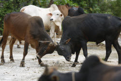 Livestock market ahead of Eid al-Adha in Aceh