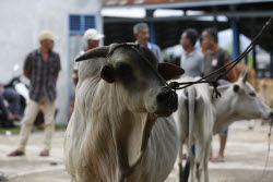 Livestock market ahead of Eid al-Adha in Aceh