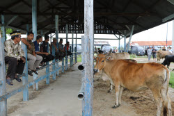 Livestock market ahead of Eid al-Adha in Aceh