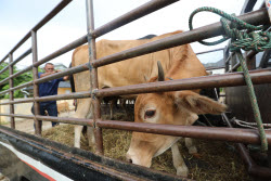 Livestock market ahead of Eid al-Adha in Aceh