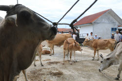 Livestock market ahead of Eid al-Adha in Aceh