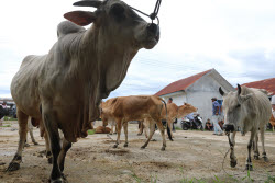 Livestock market ahead of Eid al-Adha in Aceh