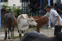 Livestock market ahead of Eid al-Adha in Aceh