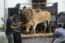 Livestock market ahead of Eid al-Adha in Aceh