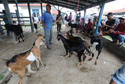 Livestock market ahead of Eid al-Adha in Aceh