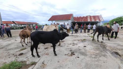 Indonesian Muslims flock to livestock market ahead of Eid al-Adha in Aceh