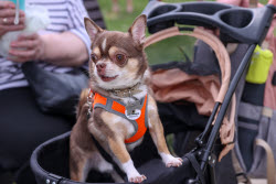 Lapki pet festival in Moscow