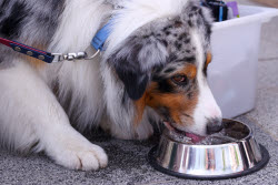 Lapki pet festival in Moscow