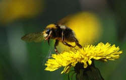 Bees in Russia's Ivanovo Region