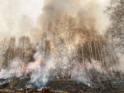 Wildfires in Transbaikal Region, Russia