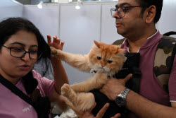The Feline Club Of India Organises Cat Expo India 2025 In Mumbai