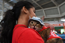 The Feline Club Of India Organises Cat Expo India 2025 In Mumbai