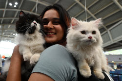 The Feline Club Of India Organises Cat Expo India 2025 In Mumbai